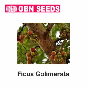 GBN Ficus golimerata seeds (1 KG)(pack of 10)