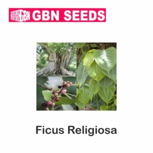 GBN ficus religiosa seeds (1 KG)(pack of 10)