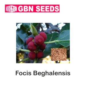 GBN focis begalesis seeds (1 KG)(pack of 10)