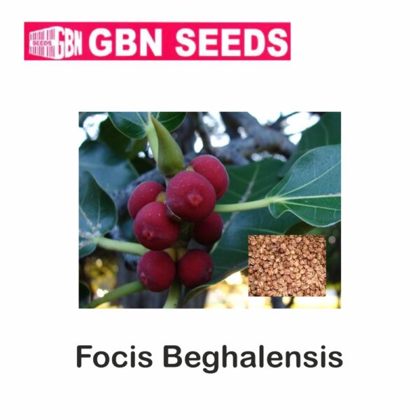 GBN focis begalesis seeds (1 KG)(pack of 10)