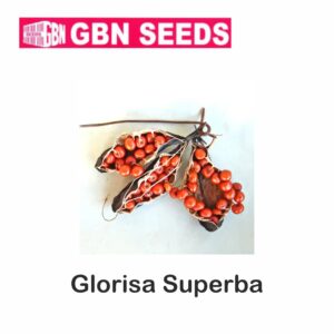 GBN glorisa superba(agnishikha) seeds (1 KG)(pack of 10)