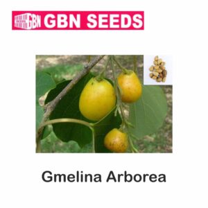 GBN gmelina arborea seeds (1 KG)(pack of 10)