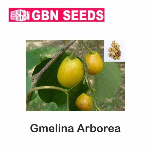 GBN gmelina arborea seeds (1 KG)(pack of 10)