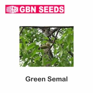 GBN green semal seeds (1 KG)(pack of 10)