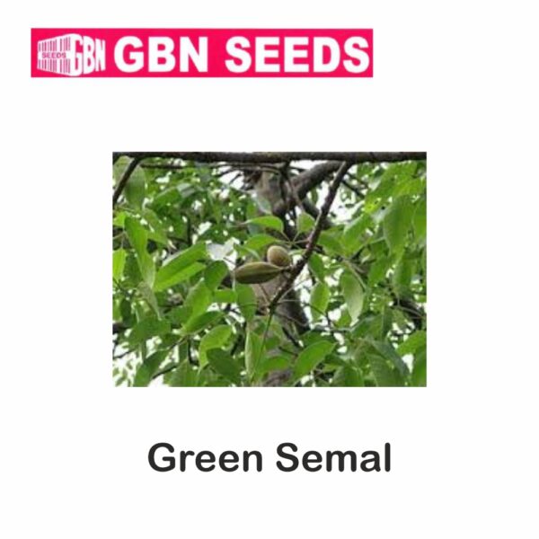 GBN green semal seeds (1 KG)(pack of 10)