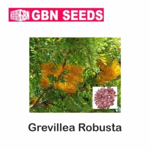 GBN grevillea robusta seeds (1 KG)(pack of 10)