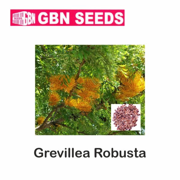GBN grevillea robusta seeds (1 KG)(pack of 10)