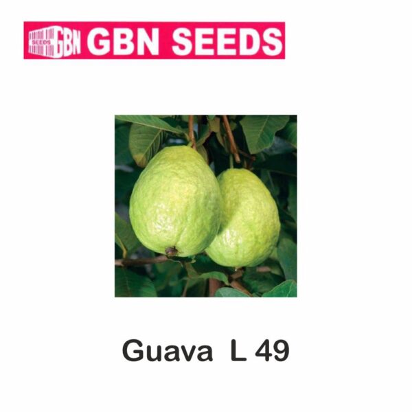GBN L-49 guava seeds (1 KG)(pack of 10)