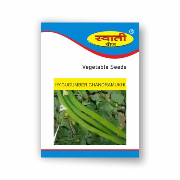 SWATI CUCUMBER CHANDRAMUKHI (50 GM)