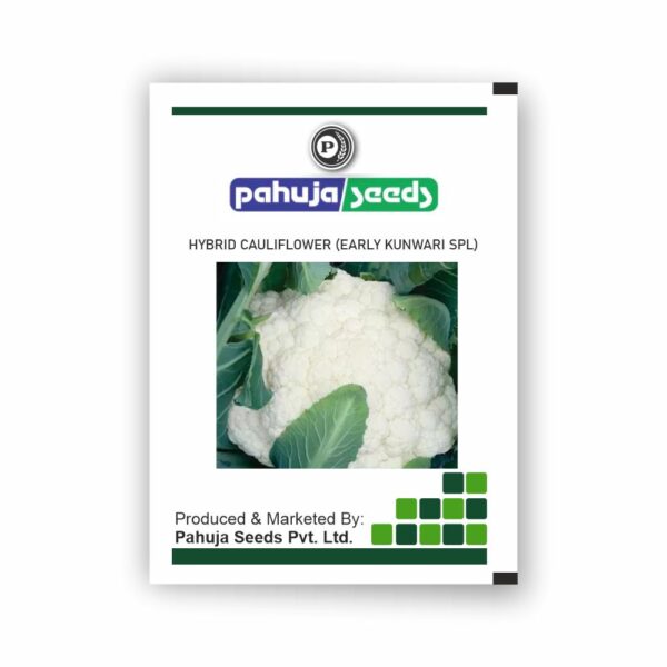 PAHUJA - ( EARLY KUNWARI SPL ) -50GMS
