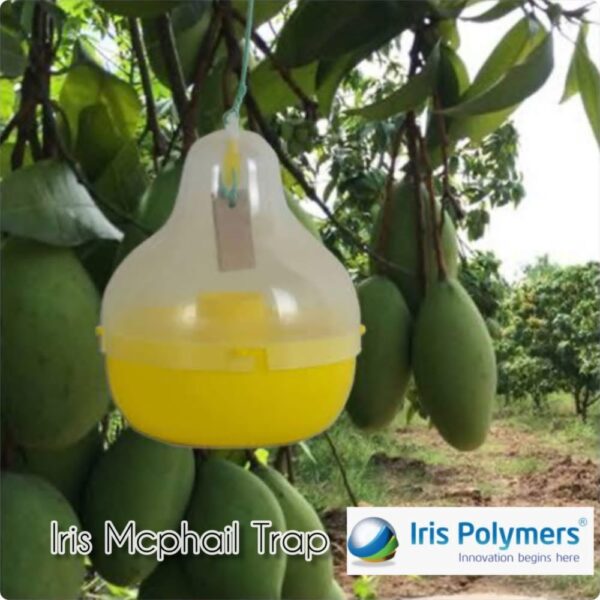 IRIS MACPHAIL TRAP