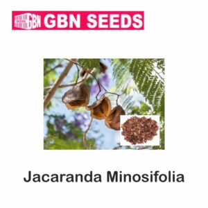 GBN jacaranda minosifolia seeds (1 KG)(pack of 10)