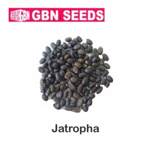 GBN jatropha (Ratanjot) seeds (1 KG)(pack of 10)