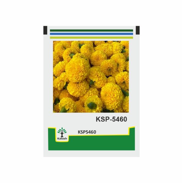 KALASH MARIGOLD KSP 5460 (25 GM)