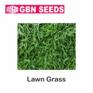 GBN lawn grass seeds (1 KG)(pack of 10)