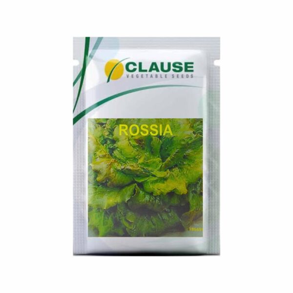 Clause Lettuce Rossia (10 GM)