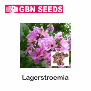 GBN lagerstroemia seeds (1 KG)(pack of 10)