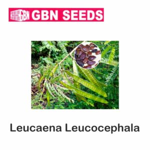GBN Leucaena leucocephala seeds (1 KG)(pack of 10)