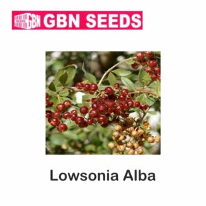 GBN lowsonla alba seeds (1 KG)(pack of 10)