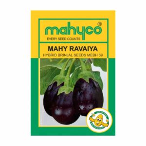 mahyco BRINJAL MAHY RAVAIYA (MEBH-39-Impr) (10 GM)