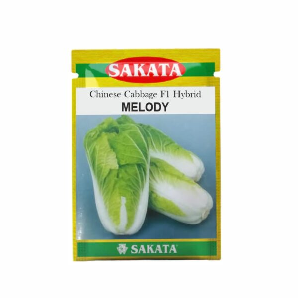 SAKATA CHINESE CABBAGE F1  MELODY (10 GM) (POUCH)