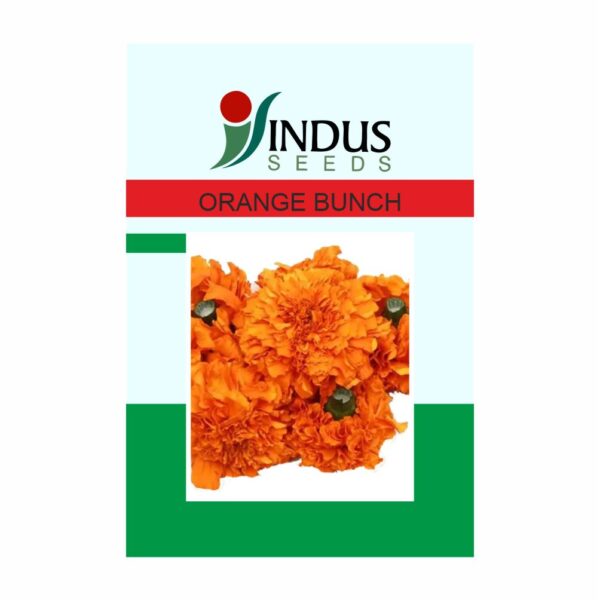 I&B MARIGOLD OP. ORANGE BUNCH (10 GM)