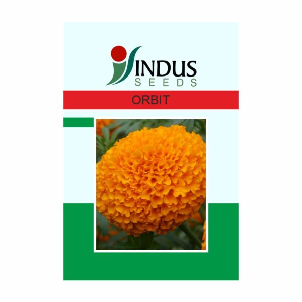 I&B MARIGOLD HY. ORBIT (1000 SEED)