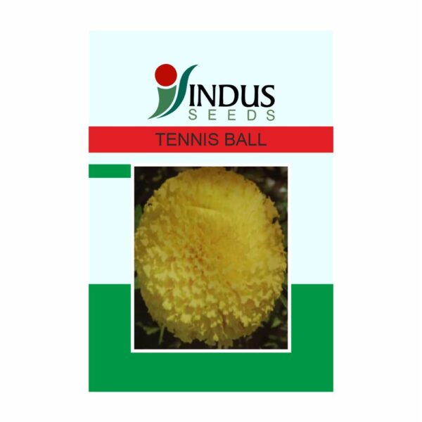 I&B MARIGOLD HY. TENNIS BALL (1000 SEED)