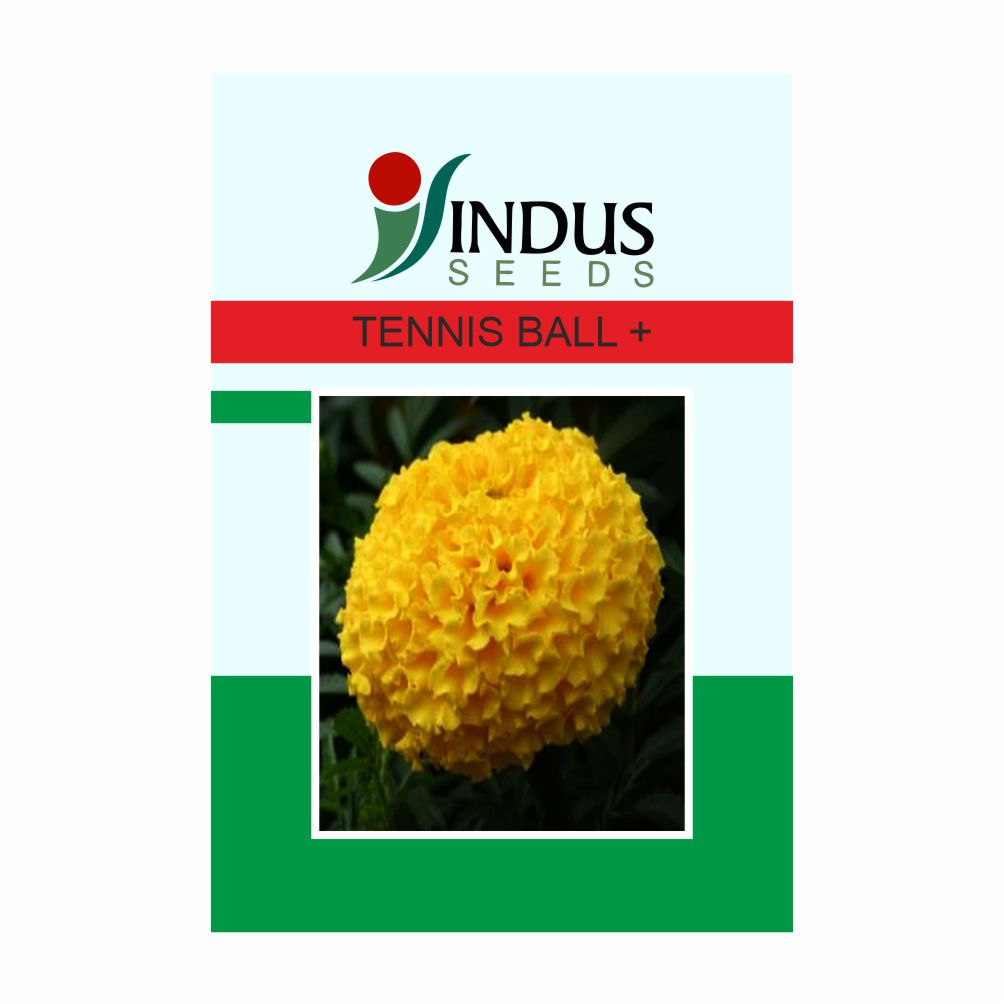 I&B MARIGOLD HY. TENNIS BALL PLUS (1000 SEED)