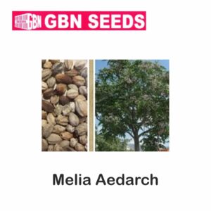 GBN melia aedarch seeds (1 KG)(pack of 10)