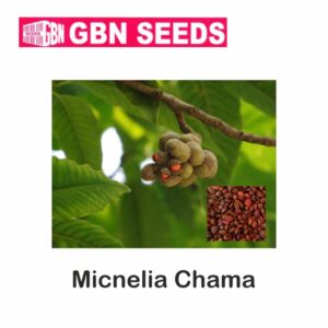 GBN michelia chama seeds (1 KG)(pack of 10)