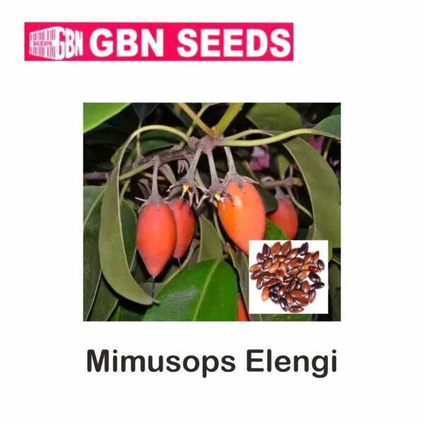 GBN mimusops eleugi seeds (1 KG)(pack of 10)