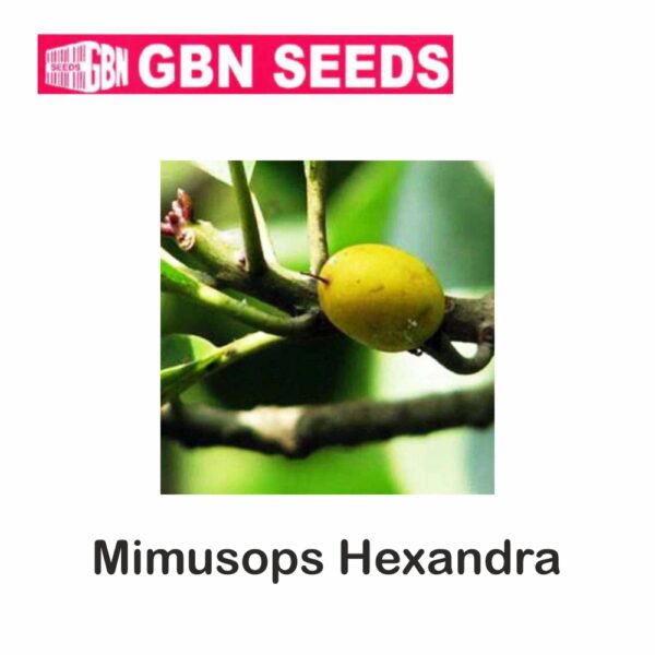 GBN mimusops hexandra seeds (1 KG)(pack of 10)