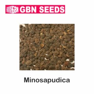 GBN Minosapudica (Lajwanti) seeds (1 KG)(pack of 10)
