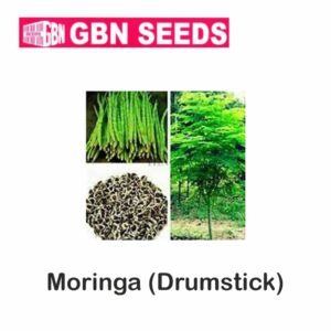 GBN moring (drumstick) seeds (1 KG)(pack of 10)