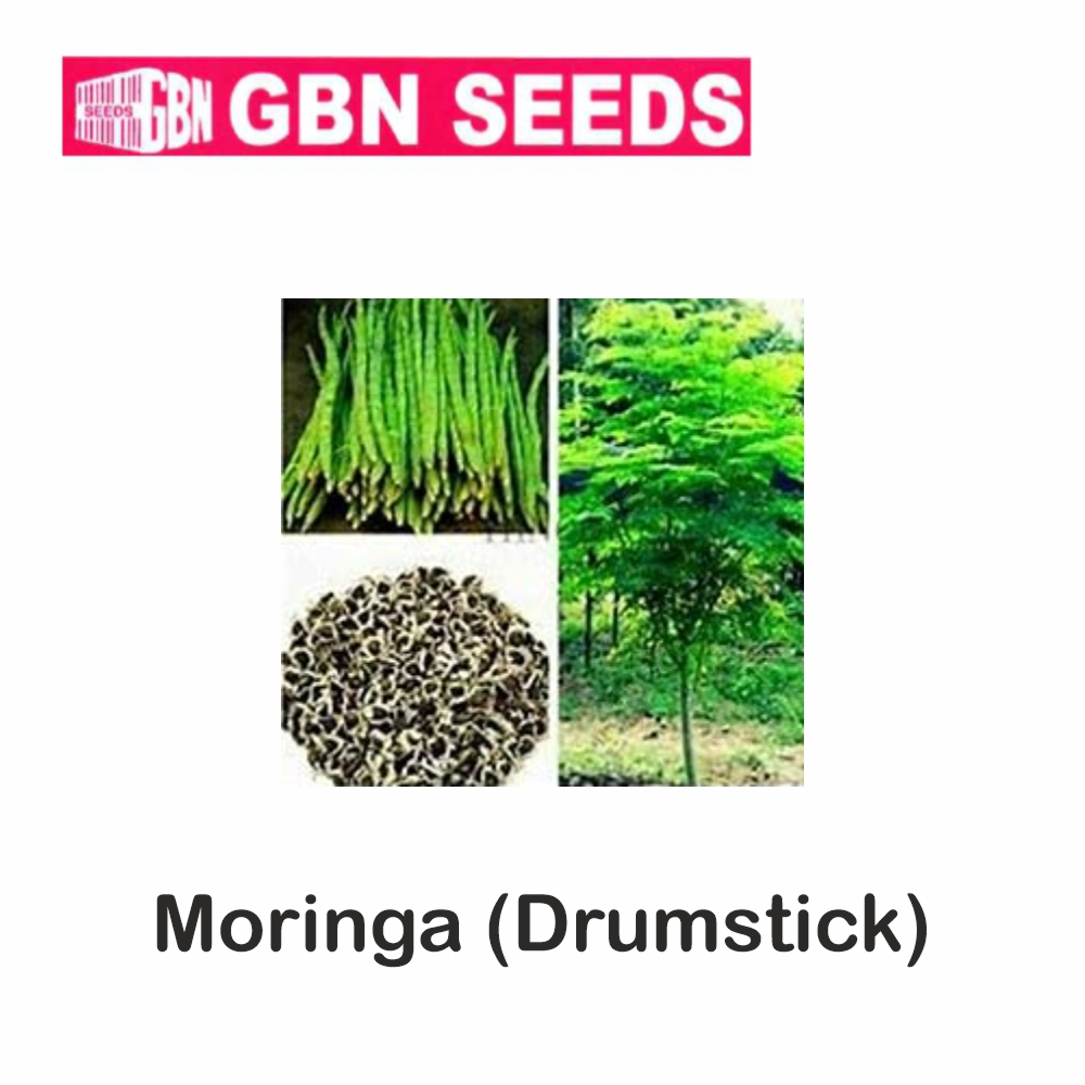 GBN moring (drumstick) seeds (1 KG)(pack of 10) - LeafConAgro