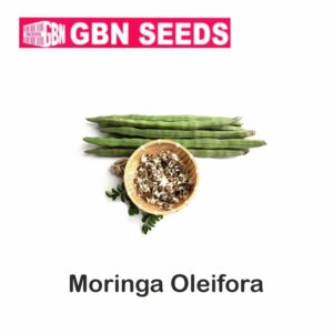 GBN moringa oleifora seeds (1 KG)(pack of 10)