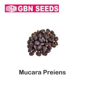 GBN mucara preriens( Kavach) seeds (1 KG)(pack of 10)