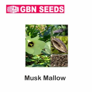 GBN Musk mallow (Muskdana) seeds (1 KG)(pack of 10)