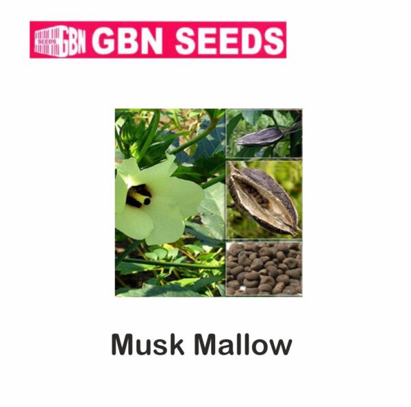 GBN Musk mallow (Muskdana) seeds (1 KG)(pack of 10)