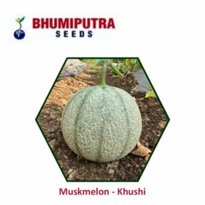 BHUMIPUTRA Hybrid Muskmelon Khushi seeds (50 GM)