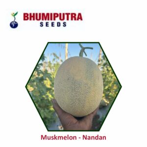 BHUMIPUTRA Hybrid Muskmelon Nandan seeds (10 GM)