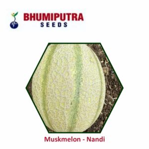 BHUMIPUTRA Hybrid Muskmelon Nandi seeds (50 GM)