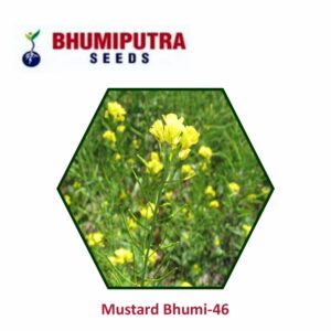 BHUMIPUTRA Hybrid Mustard Bhumi-46 seeds (1 kg)
