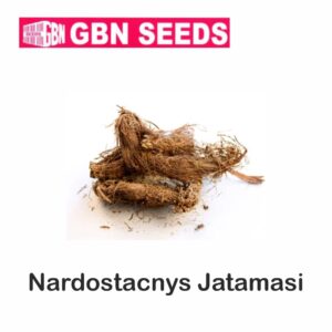 GBN nardostachys jatamasi seeds (1 KG)(pack of 10)