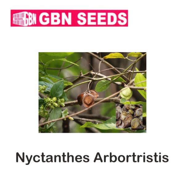 GBN Nyctanthes arbortristis seeds (1 KG)(pack of 10)