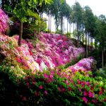 ORNAMENTAL AND WILD PLANTS SEEDS