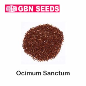 GBN ocimum sanctum(tulsi)seeds (1 KG)(pack of 10)