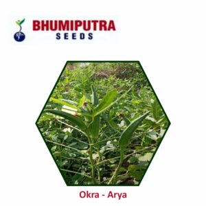 BHUMIPUTRA OP Okra Arya seeds (500 GM)