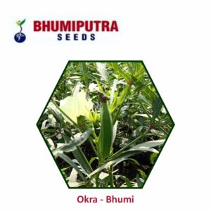 BHUMIPUTRA Hybrid Okra Bhumi seeds (250 GM)
